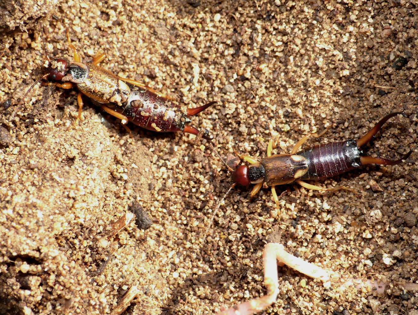 Coppia di Forficula auricularia